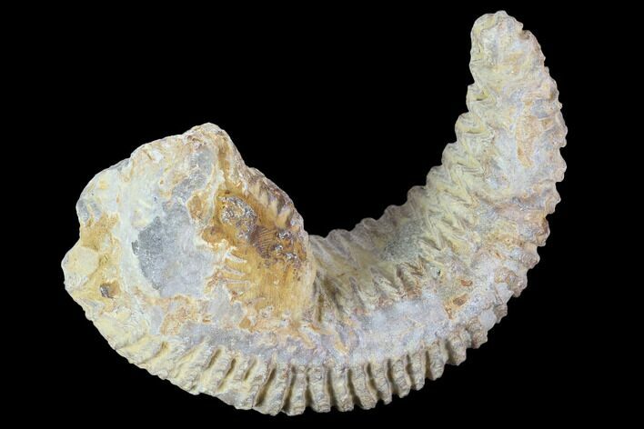 Cretaceous Fossil Oyster (Rastellum) - Madagascar #100349